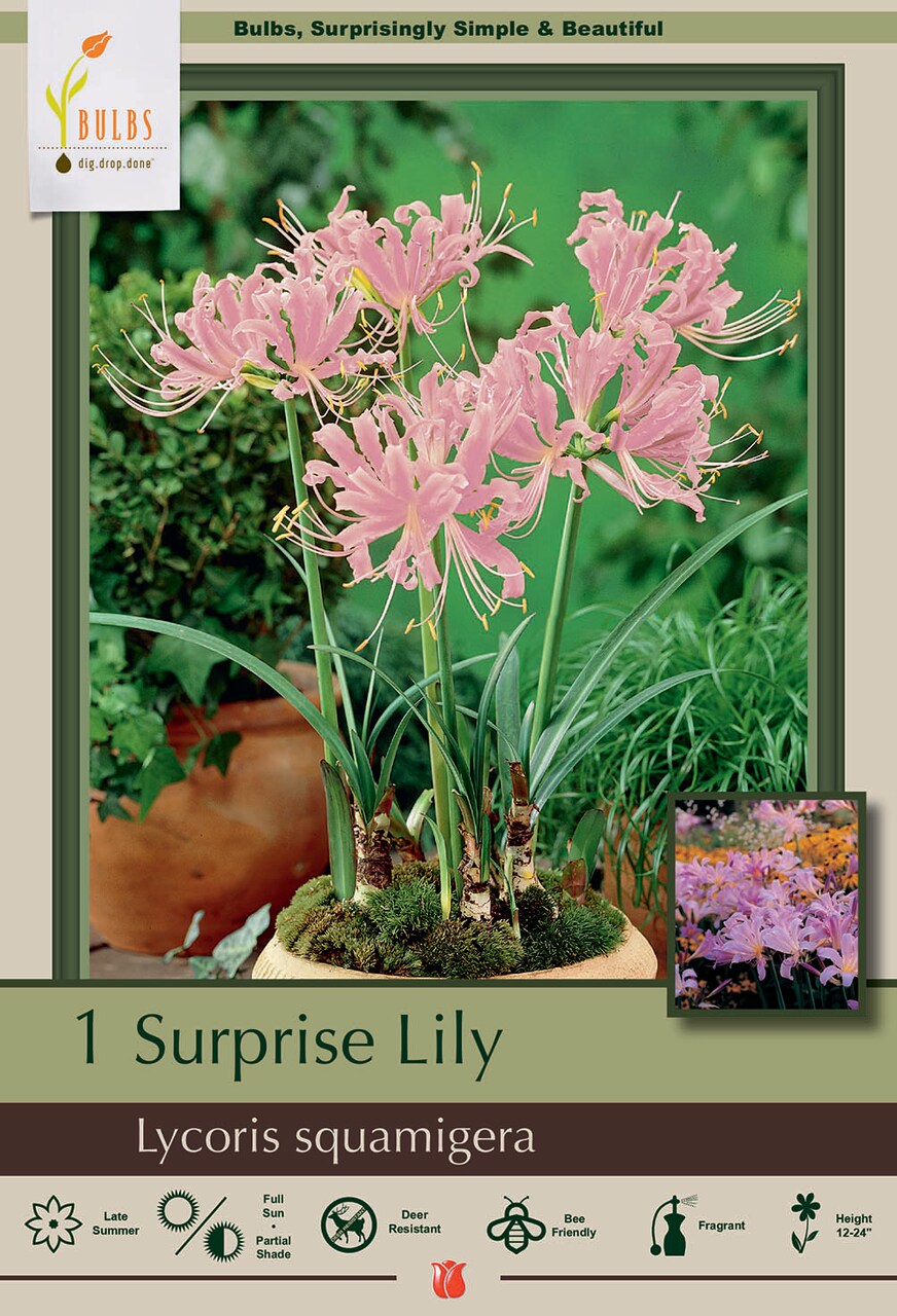 Pink Surprise Lily Bulb- Lycoris squamigera- Fall Blooming-10/12cm